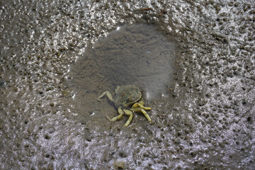 Kleiner Krebs im Wattenmeer bei Ebbe 