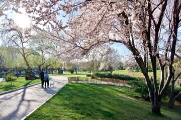 person walking in the park. Flowers blooming in spring in nature.  blurry background.