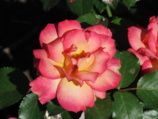 Pink roses against a green background.