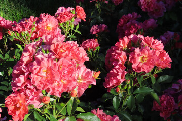 Pink roses against a green background.