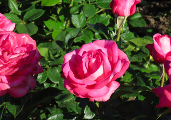 Pink roses against a green background.