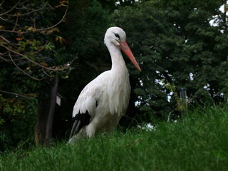 Stork in green natural area. Margitsziget. Margaret island in Budapest. 