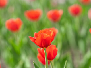 Colorful red tulips blossom in spring garden
