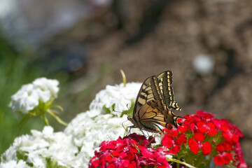 Old World Swallowtail or common yellow swallowtail (Papilio machaon) sitting on red flowers in Zurich, Switzerland