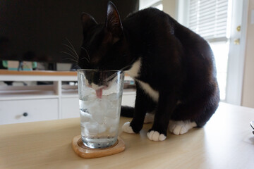 A cat drinking an ice water