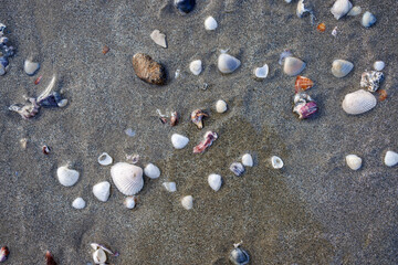 Fototapeta na wymiar conchas sobre a areia úmida da praia. Textura e detalhes. Local para texto.