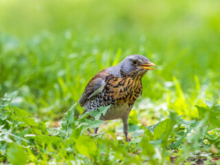 Wood bird Fieldfare, Turdus pilaris, on a sprng lawn.