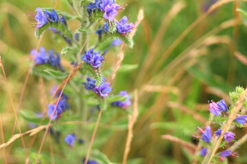 flowers in the garden