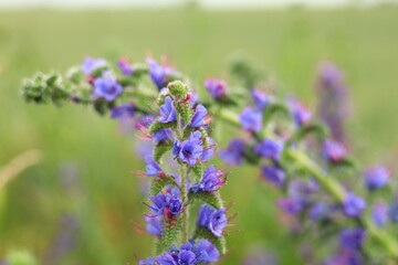 Fototapeta premium field flowers