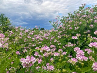 field of flowers in spring