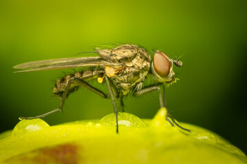 Fly resting on a peony bud on a spring morning