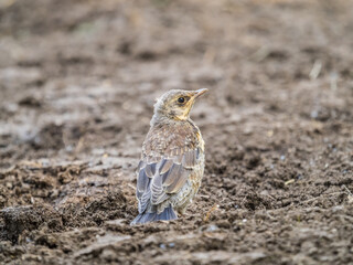 A fieldfare chick, Turdus pilaris, has left the nest and sitting on the spring lawn. A fieldfare...