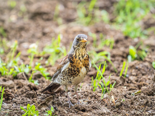 Wood bird Fieldfare, Turdus pilaris, on a sprng lawn.