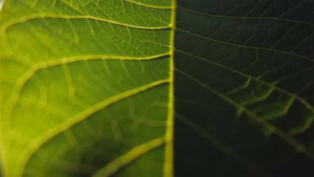 Fresh green leaf on a macro background. Leaf veins with texture and pattern close up