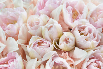 Blossoming white and light pink tulips and spring flowers festive background, bright springtime bouquet floral card, selective focus, shallow DOF