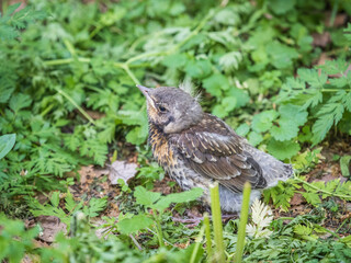A fieldfare chick, Turdus pilaris, has left the nest and sitting on the spring lawn. A fieldfare...