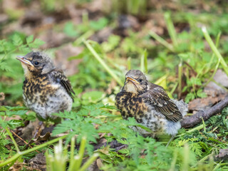 Two fieldfare chicks, Turdus pilaris, have left the nest and are sitting on the spring lawn. Fieldfare chicks sit on the ground and wait for food from its parents.
