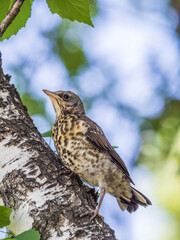A fieldfare chick, Turdus pilaris, has left the nest and is sitting on a branch. A chick of fieldfare sitting and waiting for a parent on a branch.
