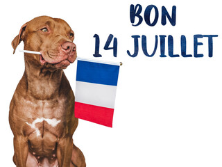 Lovable, pretty dog and French Flag. Closeup, indoors. Studio photo. Congratulations for family, loved ones, relatives, friends and colleagues. Pets care concept