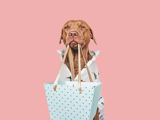 Lovable, pretty brown puppy and shopping bag. Closeup, indoors. Studio shot. Congratulations for...