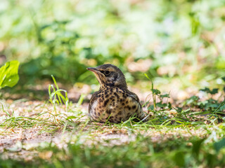 A fieldfare chick, Turdus pilaris, has left the nest and sitting on the spring lawn. A fieldfare...