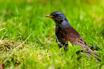 Fototapeta premium Kwiczoł