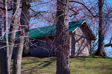 hut in the forest green roofs