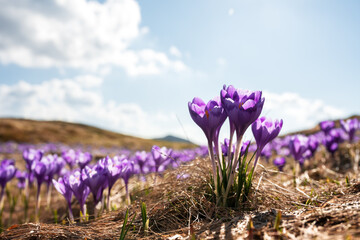 Crocus flowers on spring Ukrainian Carpathians mountains. Landscape photography