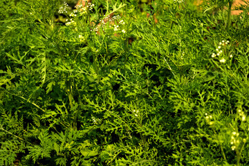 Tropical textured background green plant leaves pattern background, Natural wallpaper