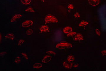 Mexico, Jellyfish