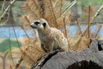 Naklejka na ściany i meble Suricate on a wood log in forest at a river bank