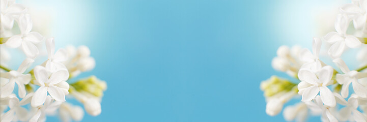 Naklejka premium white lilac flower branch on a blue background with copy space for your text