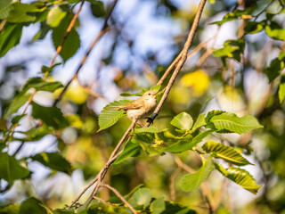 Common chiffchaff, lat. phylloscopus collybita, sitting on branch of bush in spring and looking for food