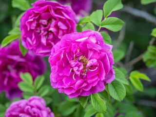Blooming rosehip flower, beautiful pink flower on a bush branch. Beautiful natural background of blooming greenery.