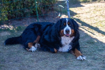 Greater Bernese Mountain Dog lying on the ground in the home garden.