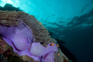 coral reef with clown fish in the ocean