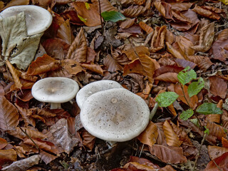 white leucopax mushrooms and brown autumn leeaves on the forest floor, view from above - Leucopaxillus giganteus