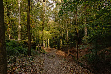 Fototapeta premium Sonian forest in autu;n, Brussels, Belgium
