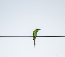 kingfisher on branch