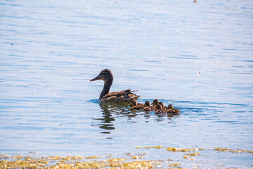 A family of ducks, a duck and its little ducklings are swimming in the water. The duck takes care of its newborn ducklings. Mallard, lat. Anas platyrhynchos