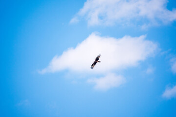 The bird of prey Black Kite flying in blue Sky
