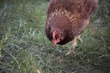 Free roaming chicken picking and eating grass