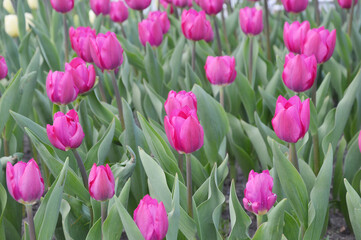 Pink tulips with green leaves in the park. Beautiful spring flowers. Natural background.