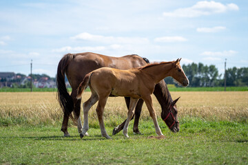 Fototapeta premium Mother and baby horse foal. Foal horse. Mother mare horse on a farm. Mother and daughter on a sunny day. Close up photo of a little foal and his mom horse eating grass in field