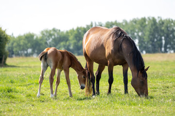 Naklejka na ściany i meble Mother and baby horse foal. Foal horse. Mother mare horse on a farm. Mother and daughter on a sunny day. Mother and baby horse foal. Foal horse. Mother mare horse on a farm. Mother and daughter on a s