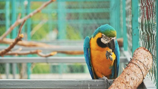 Blue and Yellow Macaw (Ara ararauna) in the zoo. Beautiful large macaw parrot with blue-orange feathers and a large sharp beak stands on a branch.
