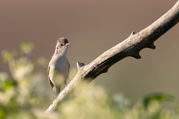 Subalpine Warbler female (Sylvia cantillans) in spring