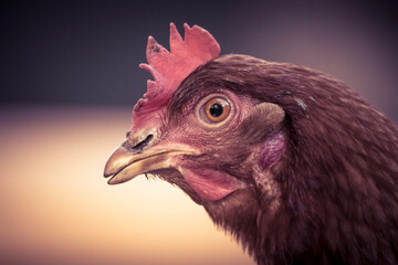 Close-up of brown domestic chicken head.