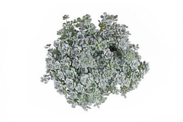 Top view of 'Sedum spathulifolium Cape Blanco' stonecrop plant on white background