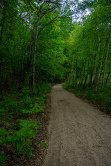 Fototapeta na wymiar forest hiking trail